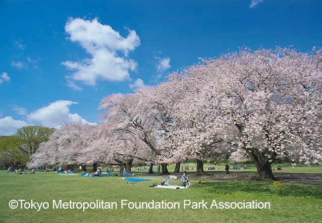 Cherry Blossoms and Autumn Foliage